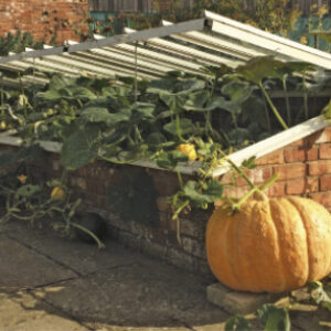 Autumnal preparations in the garden