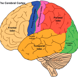 Looking After Your Brain: Headway Interview for Brain Awareness Week 2021