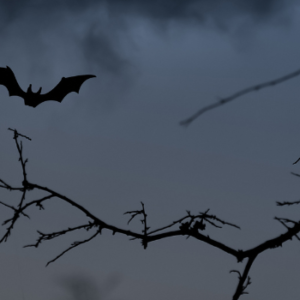 This is Halloween