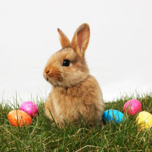 Easter Goes Green
